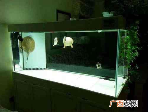 新鱼缸开缸养水的正确方法 开缸养水需要多长时间
