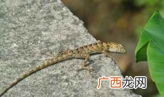 变色树蜥有哪些特点 变色树蜥是保护动物吗
