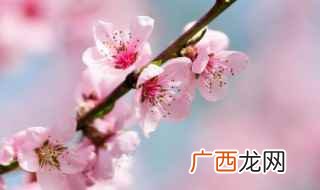 桃树的种类有哪些 桃花的介绍