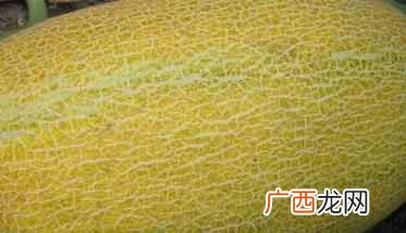 哈密瓜常被误写为哈蜜瓜 哈密瓜种植技术