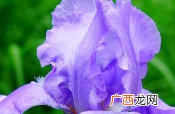 鸢尾花 鸢尾