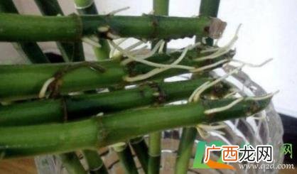 水培富贵竹怎么样多久可以生根 水培富贵竹怎么生根
