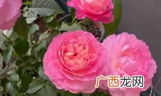 抗病性强勤花的月季经典品种 抗病性强勤花的月季经典品种有什么