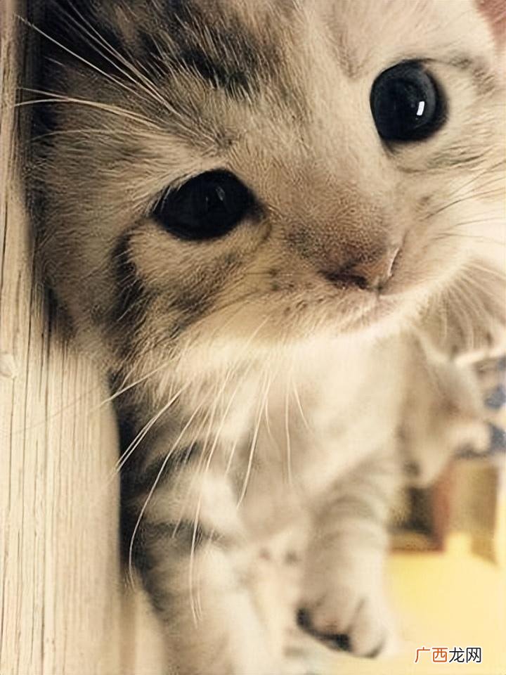 有的猫咪是一辈子 猫会记住主人一辈子吗
