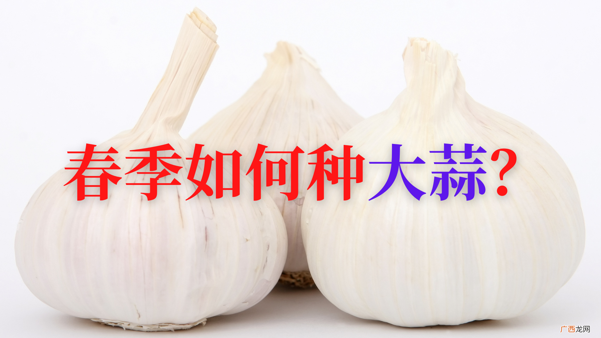 春季时候种植大蒜具体操作步骤 春天可以种大蒜吗