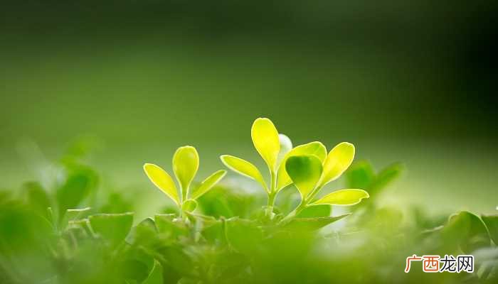 单子叶植物和双子叶的区别 单子叶植物与双子叶植物的区别