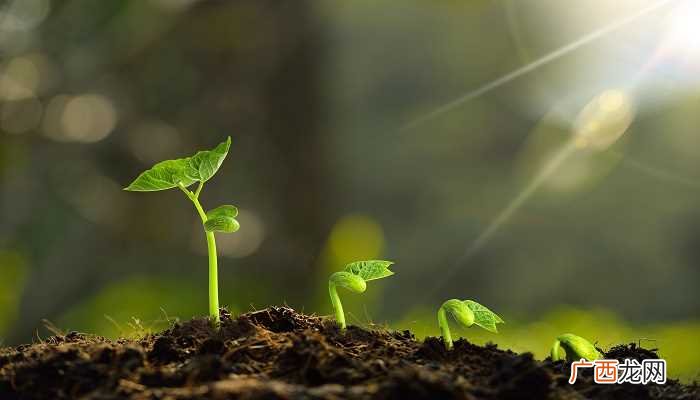 单子叶植物和双子叶的区别 单子叶植物与双子叶植物的区别