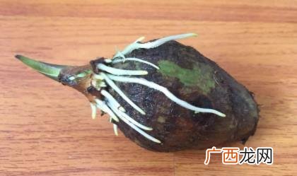 芋头发芽有毒吗能吃吗 芋头发芽有毒吗