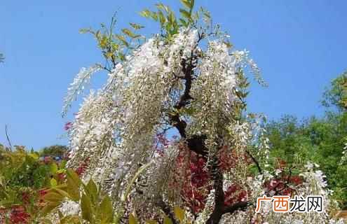 紫藤花适合北方的种类有哪些 紫藤花的种类有哪些