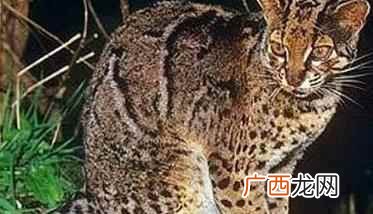 狗的品种多还是猫的品种多 家猫的品种有多少