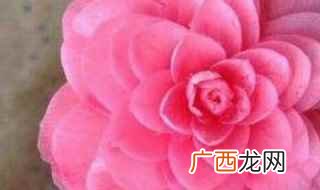 十八学士茶花施肥注意事项 茶花十八学士养殖方法