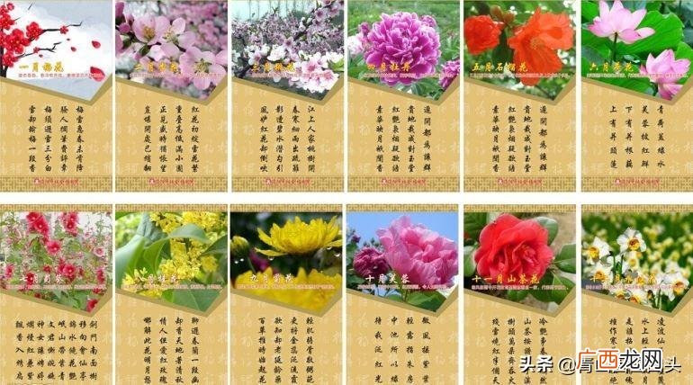 什么样的花神在守护你 中国传统十二花神