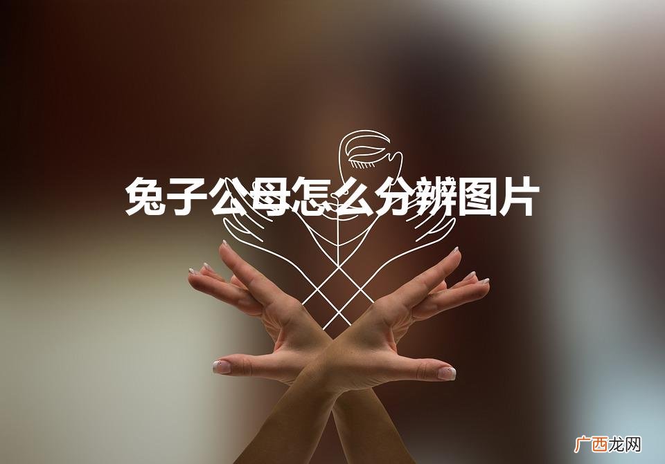 如何分辨兔子的公母 兔子公母怎么分辨图片