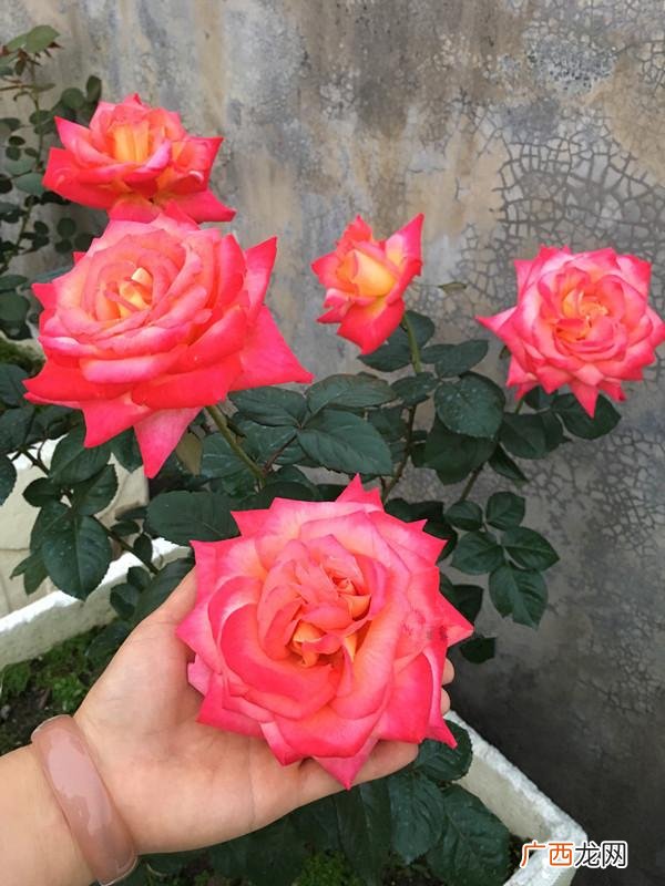 灌木状月季花彩云花期长 彩云月季是冷门又很美的品种