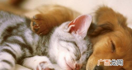 猫咪喝羊奶要不要加糖 猫喝牛奶会死吗