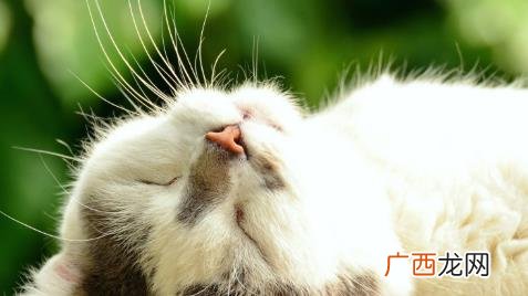 猫咪正常吐毛球是什么样的 怎么知道猫咪是吐毛球还是病了
