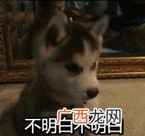 饲养哈士奇需要注意哪些问题 哈士奇的特点和性格