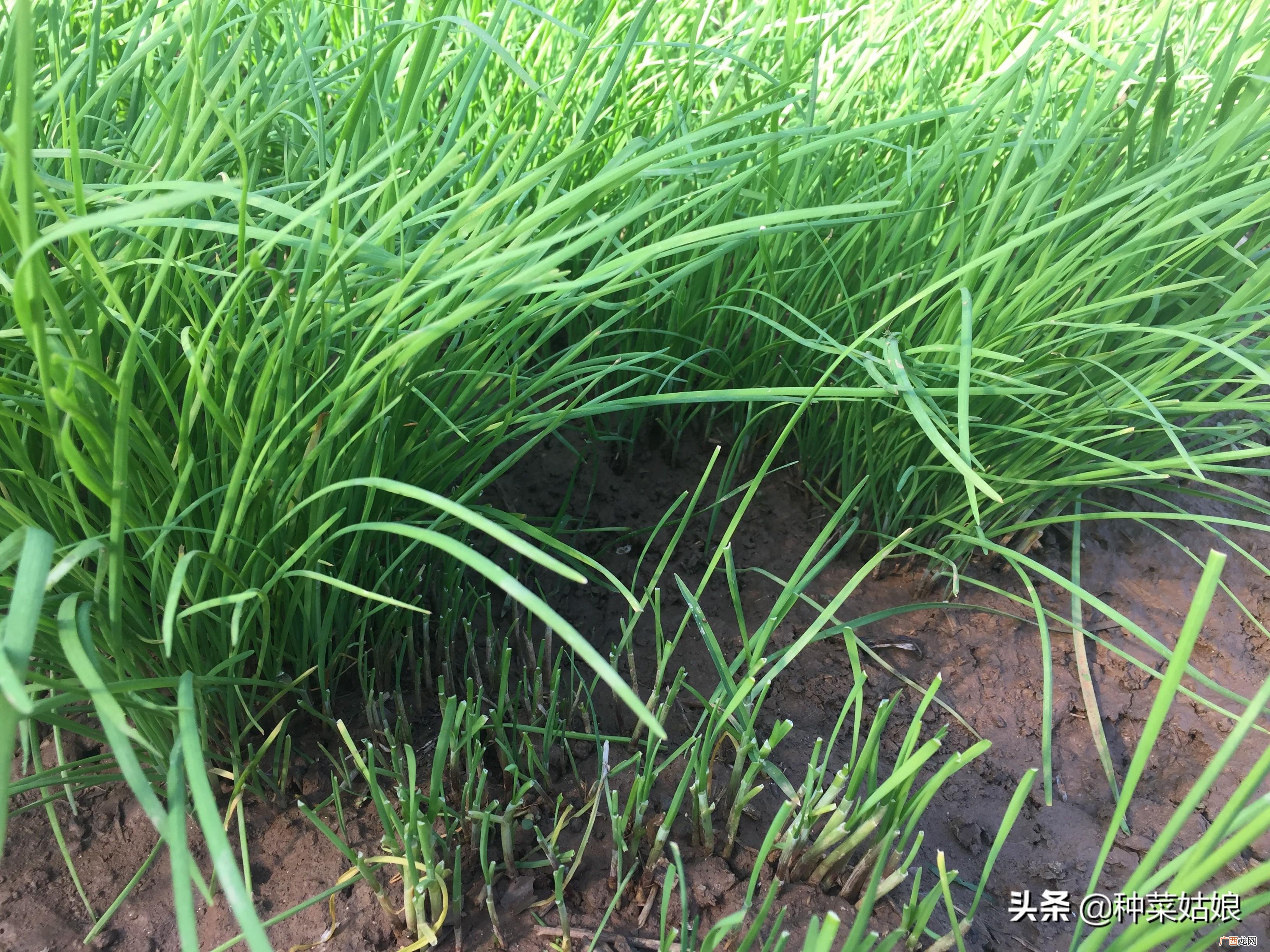 韭菜籽直接播种到土里可以吗 韭菜籽怎么种发芽快