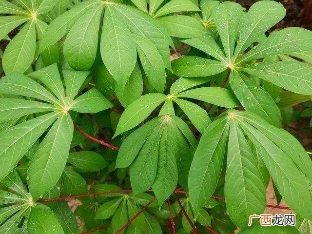 木薯属于大戟科木薯粉植物 木薯是什么植物图片