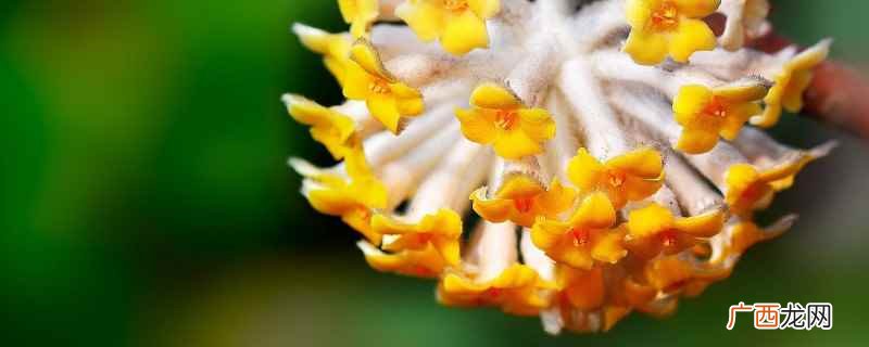 结香花养在室内的注意事项 结香花叶子是什么样的，结香有叶子吗
