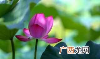 荷花的拼音 荷花是什么意思