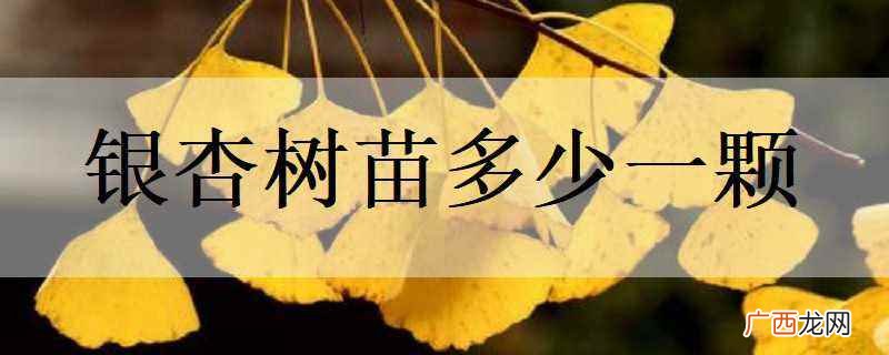 银杏价格随季节、银杏树市场行情变化而浮动 银杏树苗多少一颗