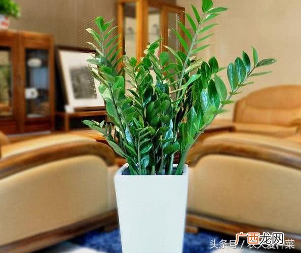 常见的3种旺财的绿植 家里放什么植物风水好