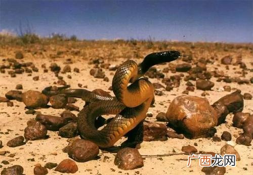 世界上毒性最强的蛇类是哪种 世界上什么蛇最毒第一名