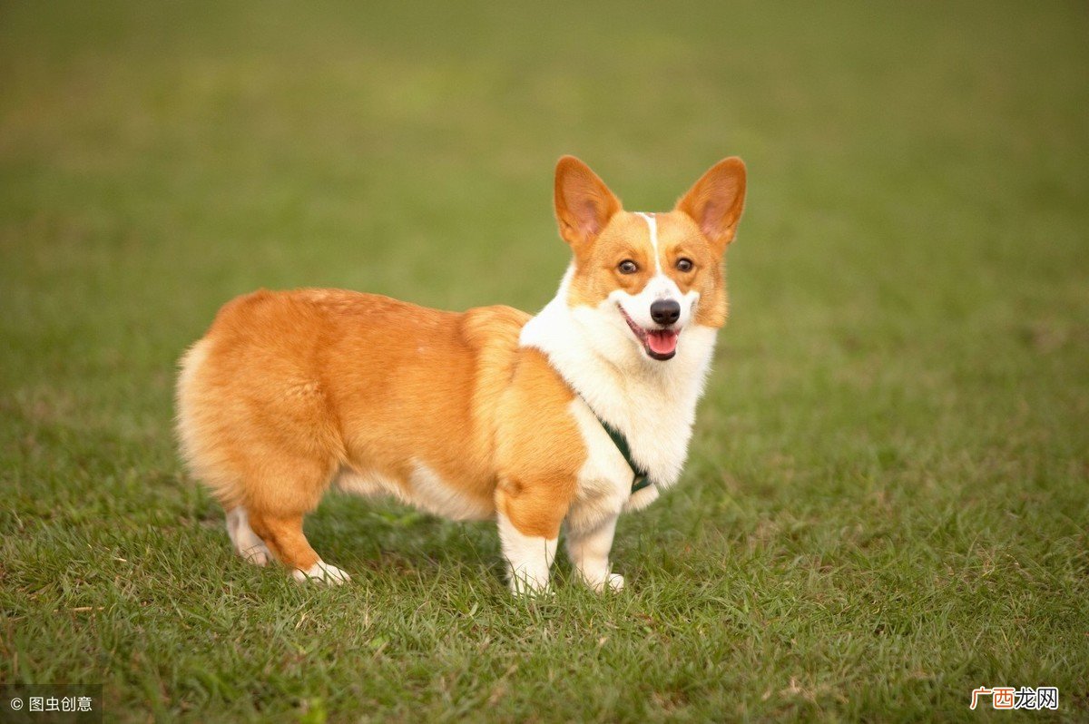 柯基犬是生下来就没有尾巴的吗 小柯基有没有尾巴
