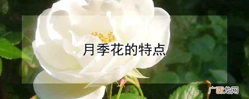 春天月季花怎样施肥养护 月季花的正确养护方法