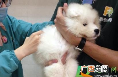 小狗多久驱虫一次比较好 小狗多少时间驱虫一次