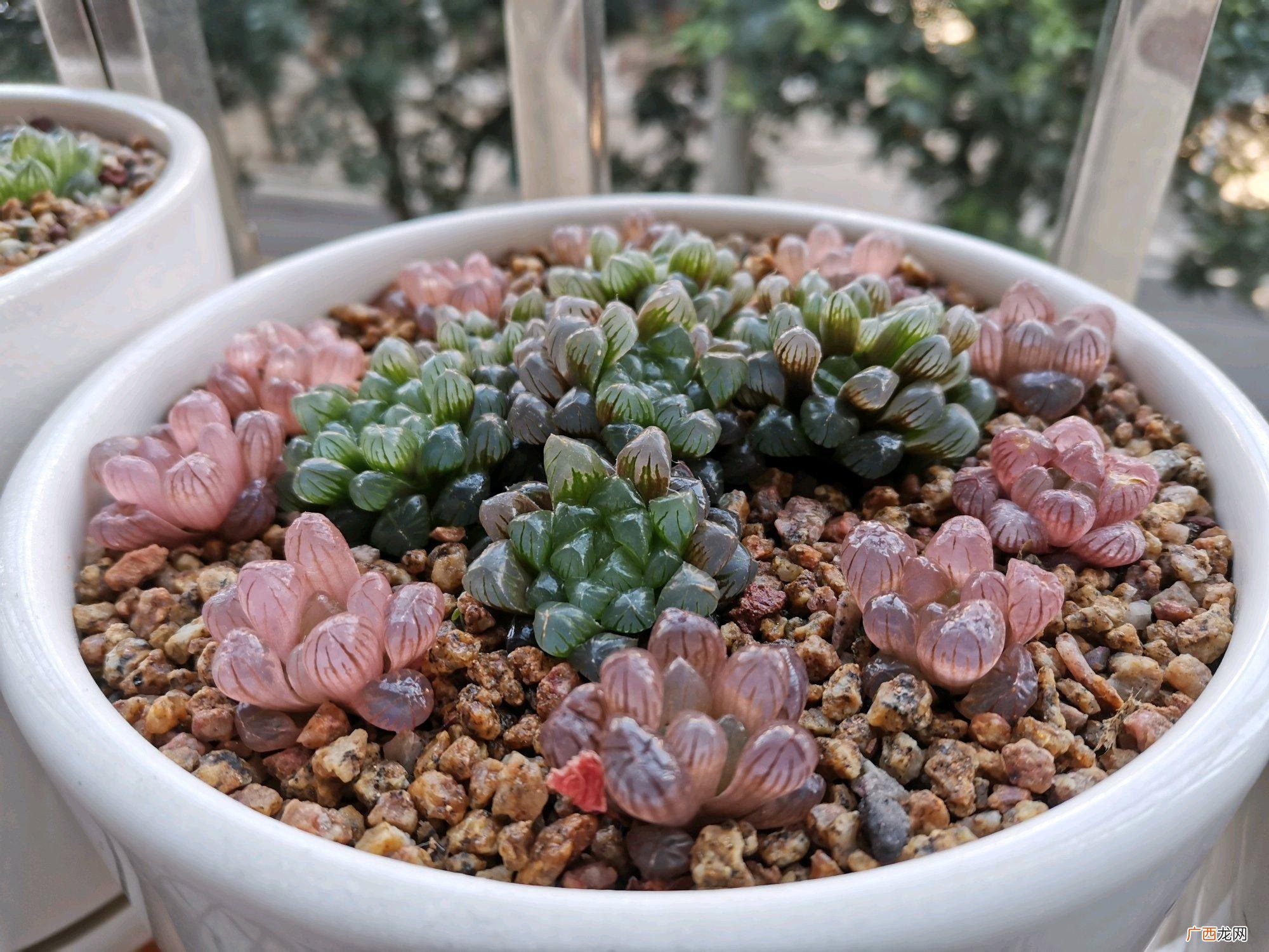 玉多肉露开花后怎么处理更合适 玉露开花要剪掉吗