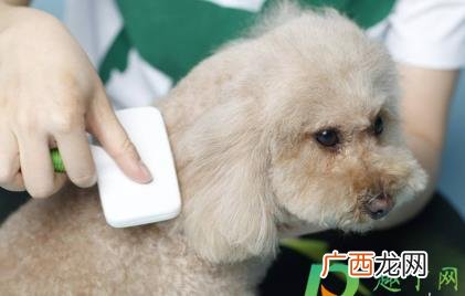 狗狗掉毛多少正常 狗狗掉毛正常吗