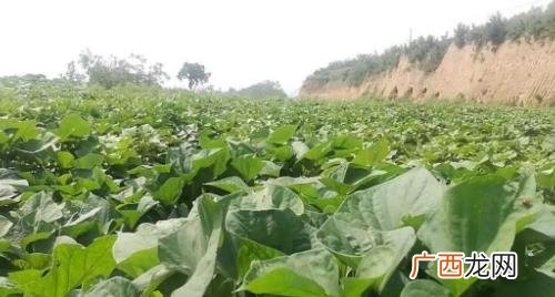种了红薯的地再种什么好 种红薯怎么防地下虫