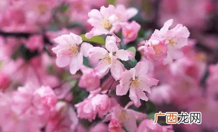 南京樱花2022什么时候开放 2022清明南京还有樱花吗