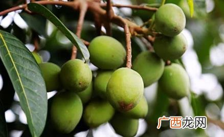 生的橄榄吃多了有什么坏处 生的橄榄吃了会怎么样
