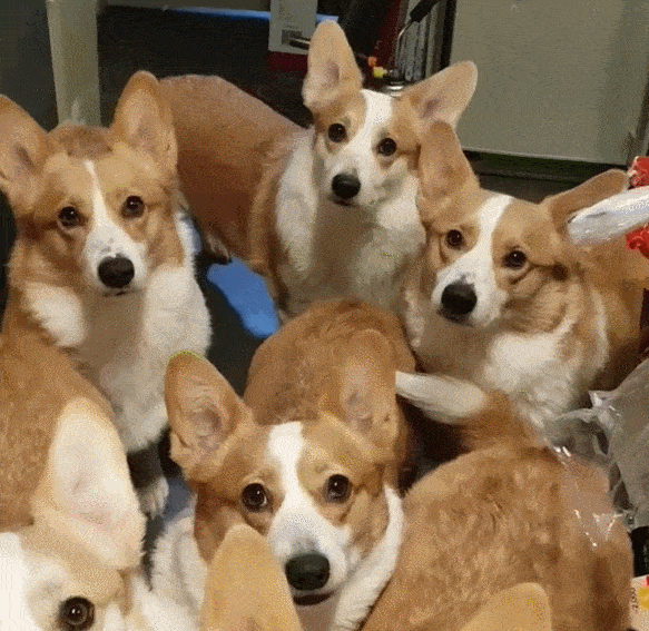 纯种宠物柯基标准及图片 柯基犬怎么看纯不纯的技巧