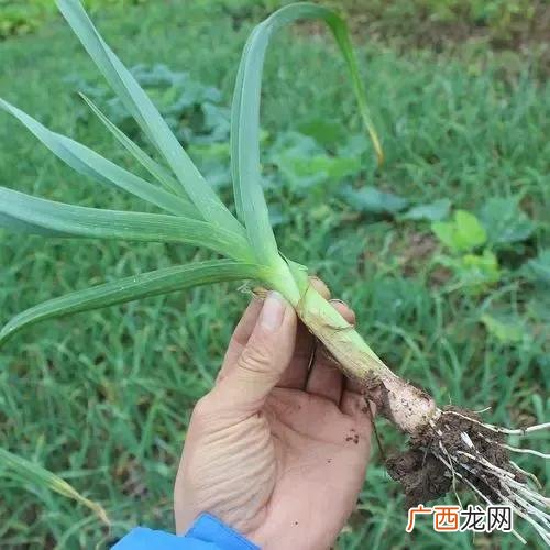 秋种大蒜安全越冬的措施 大蒜越冬应该注意什么事项