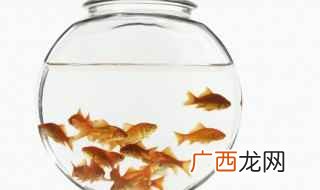 鱼游动时各部位的鳍是怎么动的 鱼游动时各部位的鳍分别负责的动作