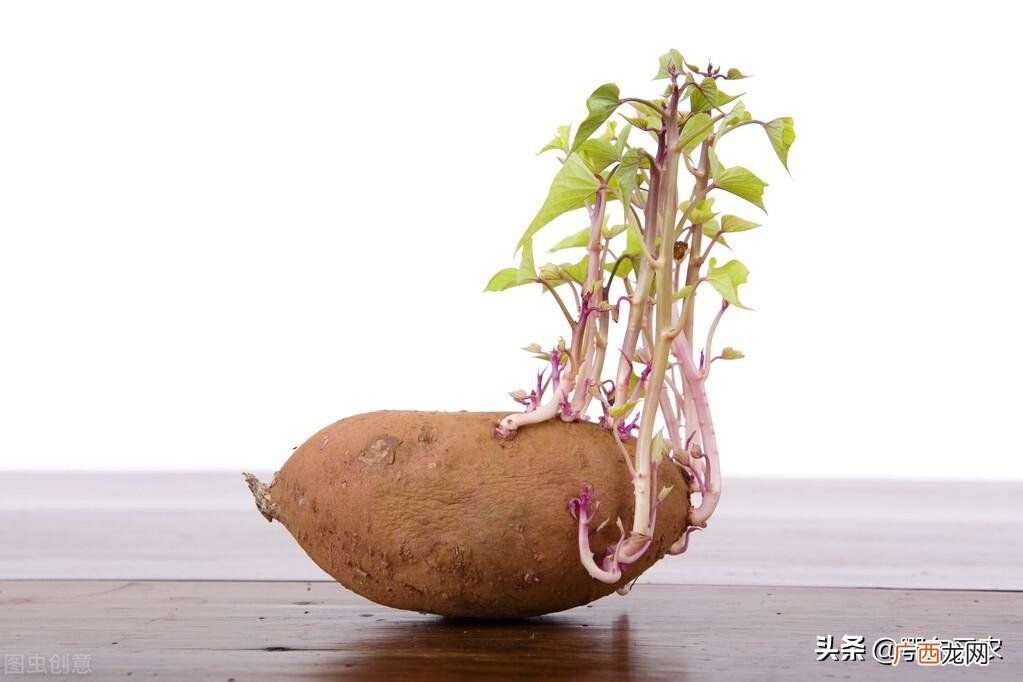 红薯发芽后吃了会怎样 番薯长出了紫色的芽还可以吃不