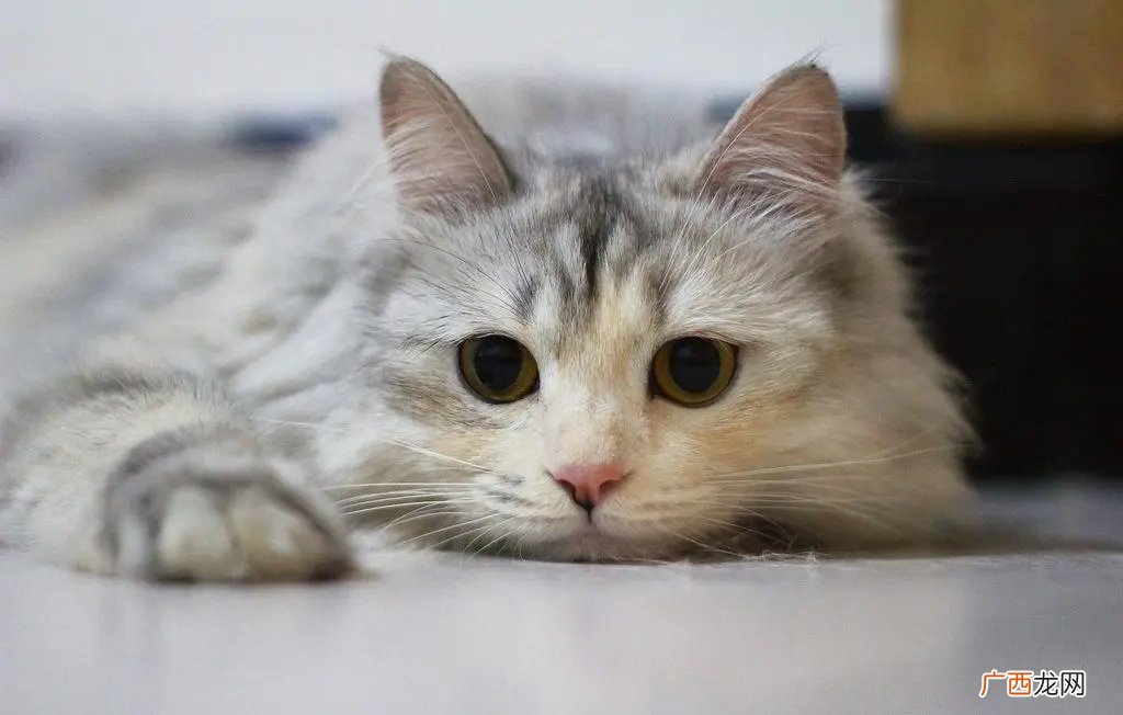 自己养的猫不想养了要怎么办 不想养猫了怎么处理