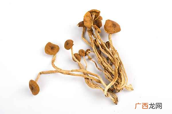 茶树菇的功效与作用