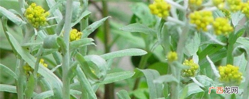 清明草图片大全 清明草和艾草的区别