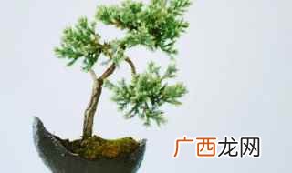 刺柏盆景的施肥管理方法 刺柏盆景怎么养，刺柏盆景如何过冬
