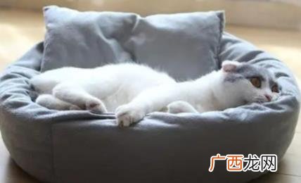 新的猫窝猫如何适应 新猫窝怎么让猫咪适应