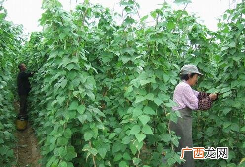 芸豆播种时期掌握好产量高 芸豆什么时候种植最好