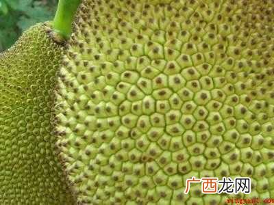 摘下的木菠萝怎么催熟的具体操作步骤 摘下的木菠萝怎么催熟