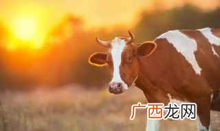 初生牛犊什么意思 初生牛犊的解释