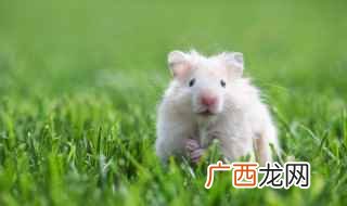 金丝熊仓鼠为什么叫金丝熊 新手养仓鼠该怎么养金丝熊