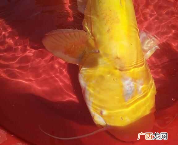 白色鲶鱼能不能吃 鲶鱼白色的可以吃吗